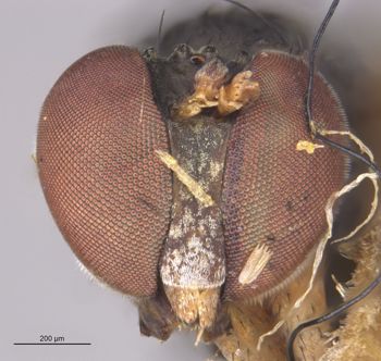Media type: image;   Entomology 16051 Aspect: head frontal view